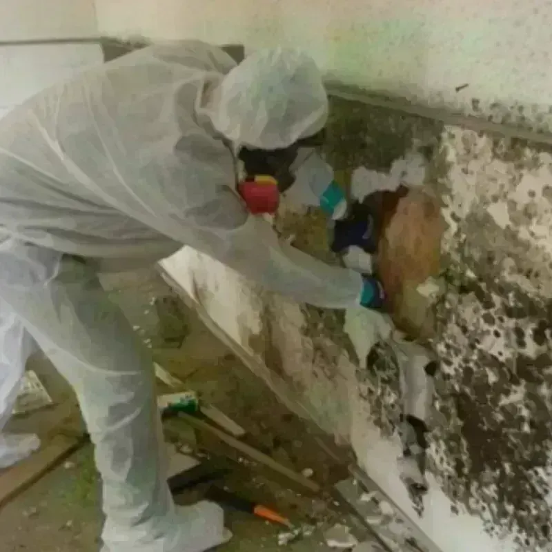 Mold Remediation and Removal in Mesa County, CO